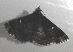 Lepidoptera
