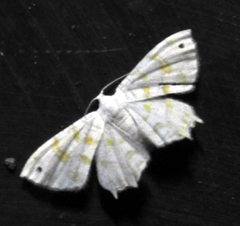 Lepidoptera