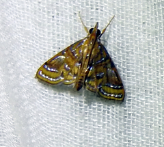Lepidoptera