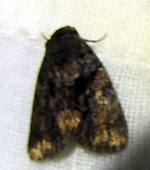Lepidoptera