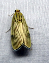 Tyspanodes linealis