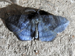 Lepidoptera