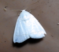 Lepidoptera