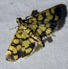 Lepidoptera