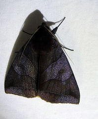 Lepidoptera