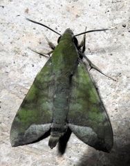 Nephele hespera
