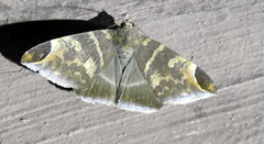 Lepidoptera