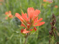 Castilleja elmeri