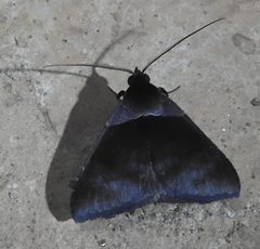 Lepidoptera