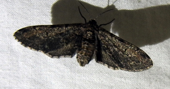 Lepidoptera