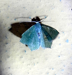 Lepidoptera