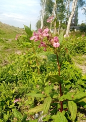 Impatiens glandulifera