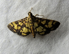 Lepidoptera