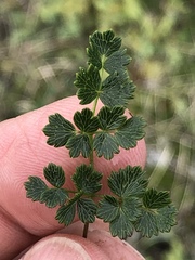 Thalictrum alpinum