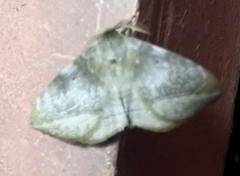 Lepidoptera