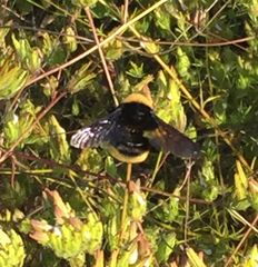 Bombus crotchii