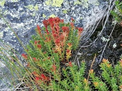 Rhodiola coccinea