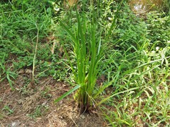 Xyris laxifolia iridifolia