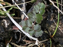 Thalictrum alpinum