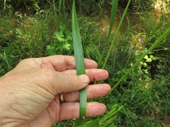 Xyris laxifolia iridifolia