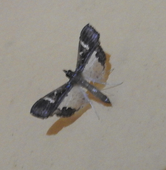 Lepidoptera