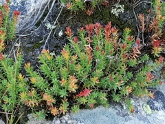 Rhodiola coccinea