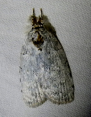 Lepidoptera