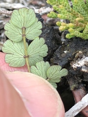 Thalictrum alpinum