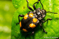 Spathomeles anaglyptus