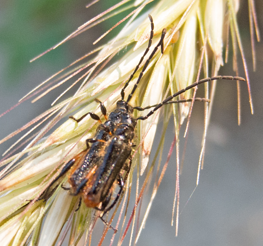 Lampropterus
