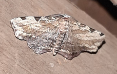 Lepidoptera
