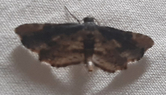 Lepidoptera