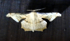 Lepidoptera