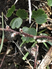 Thalictrum alpinum