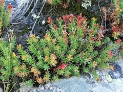 Rhodiola coccinea