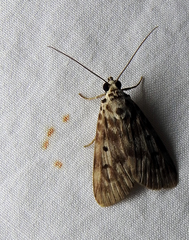 Sommeria marchalii
