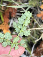 Thalictrum alpinum