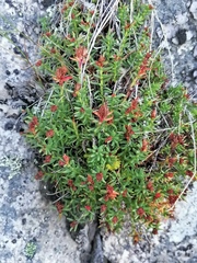 Rhodiola coccinea