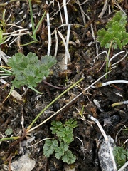 Thalictrum alpinum