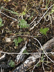 Thalictrum alpinum
