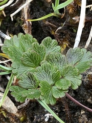 Thalictrum alpinum