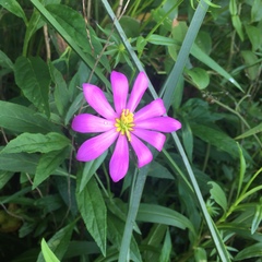 Sabatia dodecandra