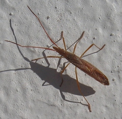 Protenor belfragei