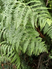 Pteridium tauricum
