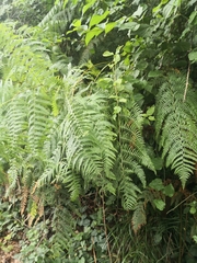 Pteridium tauricum