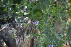 Clematis campaniflora