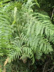 Pteridium tauricum