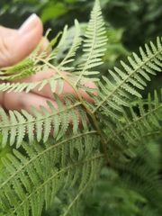 Pteridium tauricum