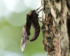 Phyllosphingia dissimilis