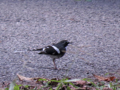 Enicurus schistaceus